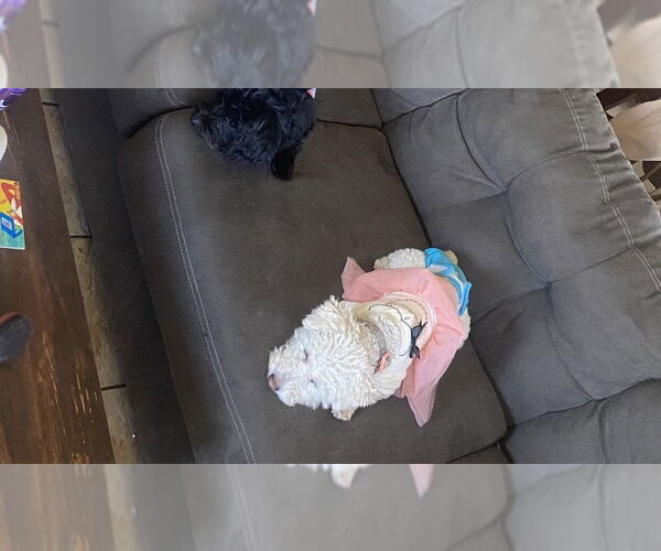 Medium Photo #7 Poochon Puppy For Sale in San Francisco, CA, USA