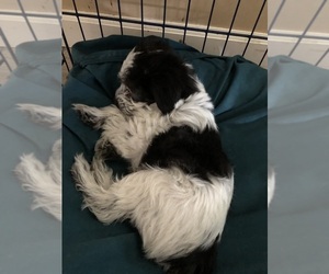 Poodle (Toy)-Yorkshire Terrier Mix Puppy for sale in GLOUCESTER, VA, USA