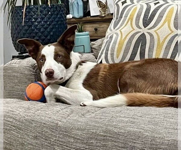 Medium Photo #6 Border Collie Puppy For Sale in Oakhurst, NJ, USA