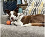 Small #5 Border Collie