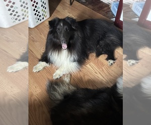 Father of the Shetland Sheepdog puppies born on 06/08/2025