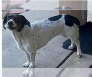 Mutt Dogs for adoption in San Antonio, TX, USA