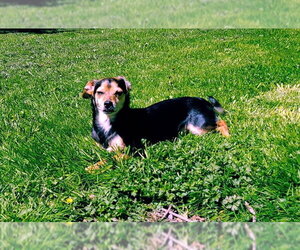 Scout, a Cavalier-Chihuahua mix male - Male Chilier Dog for Adoption - Photo #5