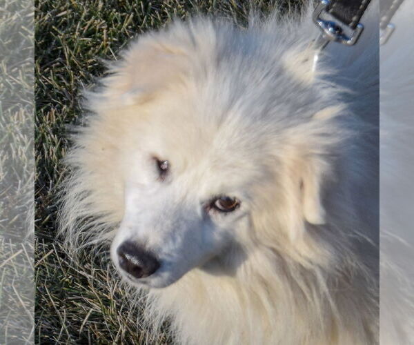 Medium Photo #4 Pomeranian-pomeranian spitz Mix Puppy For Sale in Huntley, IL, USA