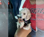 Small #2 Mutt