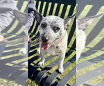 Small #10 Chihuahua Mix