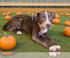 Frannie 26/740 - Female Catahoula Leopard Dog-Unknown Mix Dog for Adoption - Photo #6