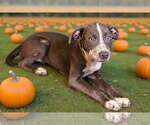 Small Photo #6 Catahoula Leopard Dog-Unknown Mix Puppy For Sale in Talladega, AL, USA