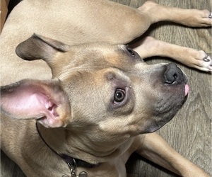 American Bulldog Puppy for Sale in HAMPTON, Virginia USA