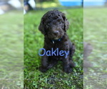 Puppy Oakley Goldendoodle
