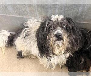 Shih Tzu Dogs for adoption in HESPERIA, CA, USA