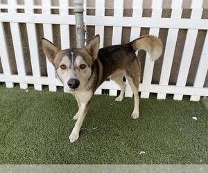Siberian Husky-Unknown Mix Dogs for adoption in Modesto, CA, USA