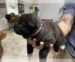 Small Photo #6 Akita Puppy For Sale in ONTARIO, OR, USA