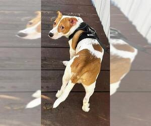 Catahoula Leopard Dog Dogs for adoption in San Antonio, TX, USA
