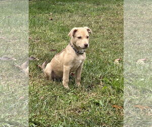 Mutt Dogs for adoption in Cliffwood, NJ, USA
