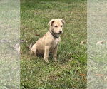 Small Mutt