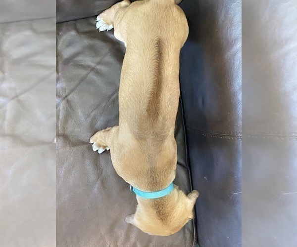 Medium Photo #8 Rhodesian Ridgeback Puppy For Sale in KELLER, TX, USA