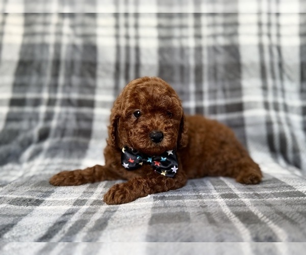 Medium Photo #8 Goldendoodle (Miniature) Puppy For Sale in LAKELAND, FL, USA
