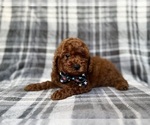 Small #7 Goldendoodle (Miniature)