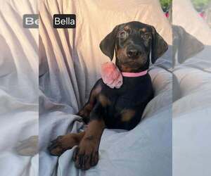 Doberman Pinscher Puppy for sale in POMEROY, OH, USA