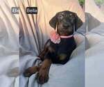 Image preview for Ad Listing. Nickname: Bella