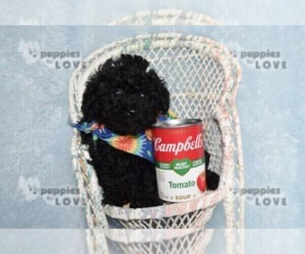 Medium Photo #8 Poodle (Toy) Puppy For Sale in SANGER, TX, USA