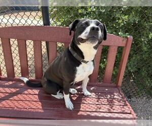 Labrador Retriever-Unknown Mix Dogs for adoption in Fort Collins, CO, USA