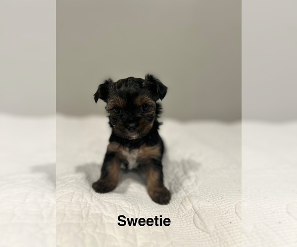 Medium Photo #11 YorkiePoo Puppy For Sale in COVINA, CA, USA