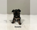 Small #2 YorkiePoo