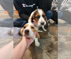 Basset Hound Puppy for sale in SEYMOUR, MO, USA