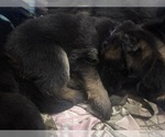 Puppy Purple girl German Shepherd Dog