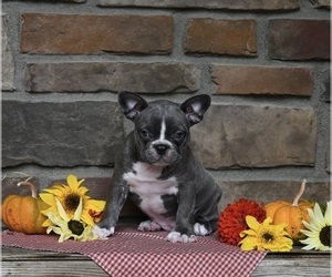 Faux Frenchbo Bulldog Puppy for sale in MILLERSBURG, OH, USA