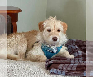 Mutt Dogs for adoption in Princeton, MN, USA