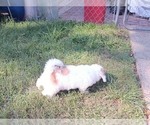 Small Photo #5 Maltipoo Puppy For Sale in BRISTOL, PA, USA