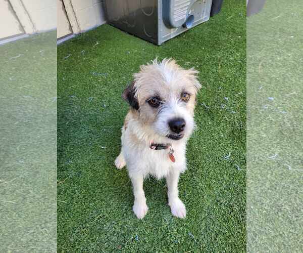 Medium Photo #4 Mutt Puppy For Sale in Tempe , AZ, USA