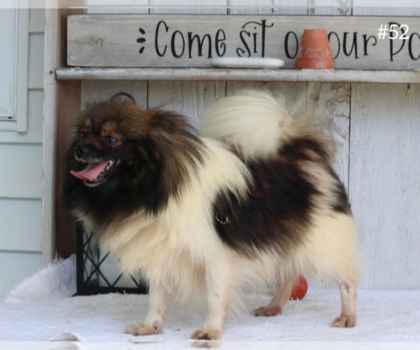 Medium Photo #1 Pomeranian Puppy For Sale in BECKS MILLS, OH, USA