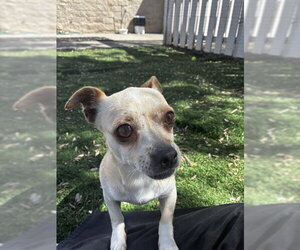 Chihuahua Dogs for adoption in Fremont, CA, USA