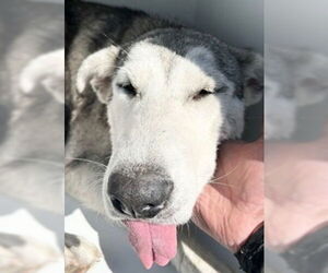 Siberian Husky Dog for Adoption in Houston, Texas USA