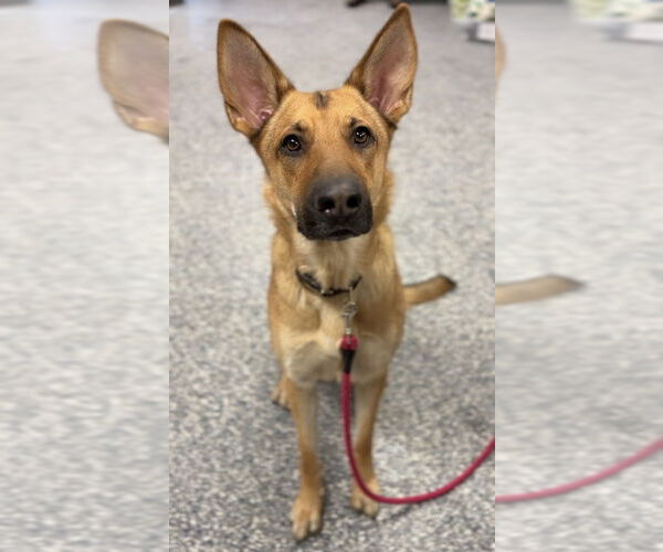 Medium Photo #1 German Shepherd Dog-Unknown Mix Puppy For Sale in Bemidji, MN, USA