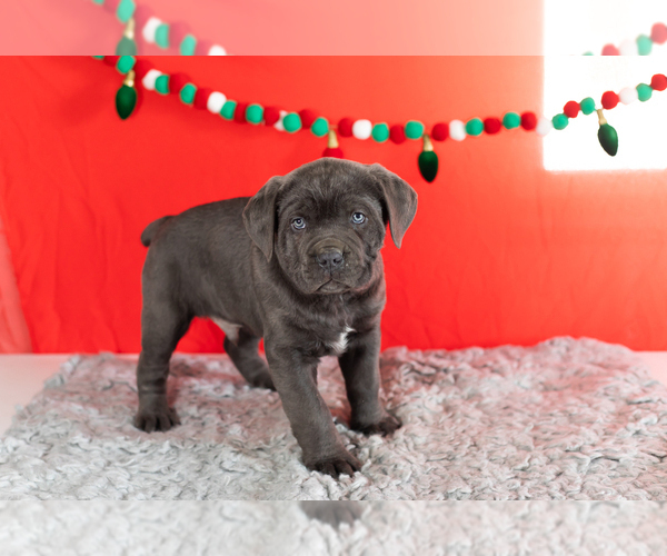 Medium Photo #2 Cane Corso Puppy For Sale in BOURBON, IN, USA