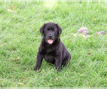 Small #2 Labrador Retriever