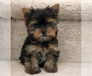 Yorkshire Terrier Puppy for sale in MABLETON, GA, USA
