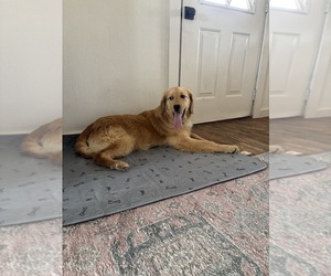 Mother of the Golden Retriever puppies born on 07/12/2025
