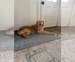 Small Photo #1 Golden Retriever Puppy For Sale in DELTA, CO, USA