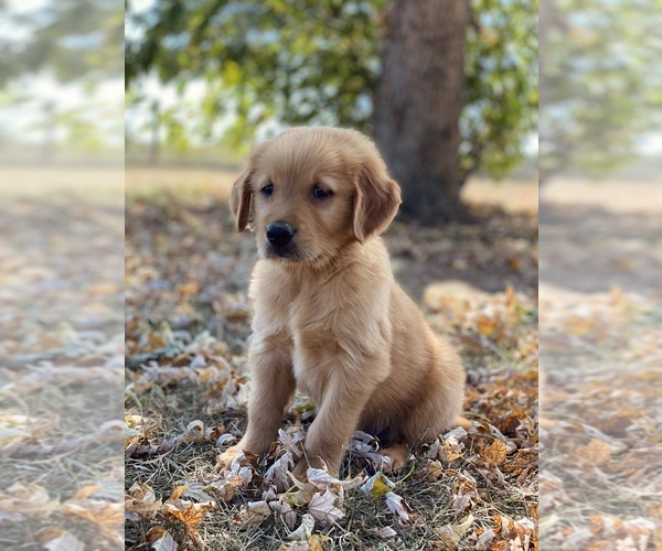 Medium Photo #1 Golden Retriever Puppy For Sale in DALLAS, TX, USA