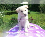 Small #6 German Shepherd Dog