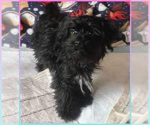 Poodle (Toy)-Yorkshire Terrier Mix Puppy for sale in BUNNELL, FL, USA