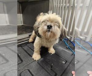 Shih Tzu Dogs for adoption in Temple, TX, USA