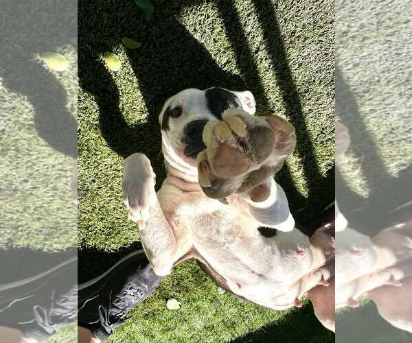 Medium Photo #3 American Pit Bull Terrier-Unknown Mix Puppy For Sale in Rowlett, TX, USA