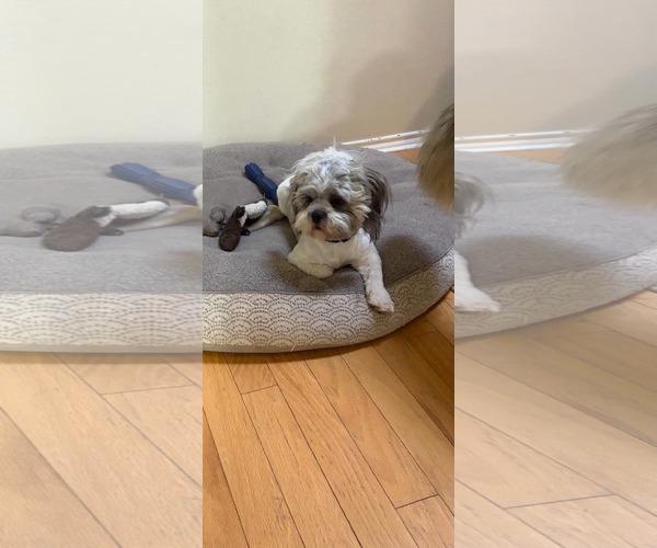 Medium Photo #8 Shih Apso Puppy For Sale in Grafton, WI, USA